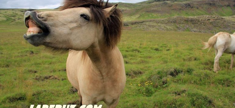 Идеальная прогулка на исландской лошади
